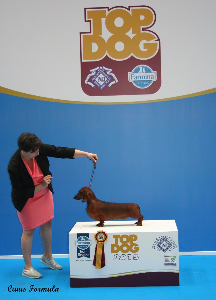 dachshund top dog